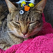 Emma joined the competition — help win amazing prizes! cat, tabby_cat, pink_blanket, googly_eye, toy_duck, whiskers, ears, closed_eyes, couch, cozy, sleeping, pet, fur, close_up, nap, relaxed, indoor, nose, brown_fur, playful_accessories