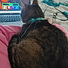 Emma is registered to the contest to win money with this photo: bed, blanket, cable, cat, close_up, collar, computer, floral_bedspread, fur, gaming, indoor, keyboard, laptop, pet, pink_pajamas, screen, sleeping, string, tabby_cat, thread