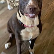 Sassie is registered to the contest to win money with this photo: animal, background, brown_dog, canine, collar, companion, dog, domestic, ears, eyes, flooring, fur, furry, indoor, nose, pet, sitting, two_dogs, white_paws, wooden_floor