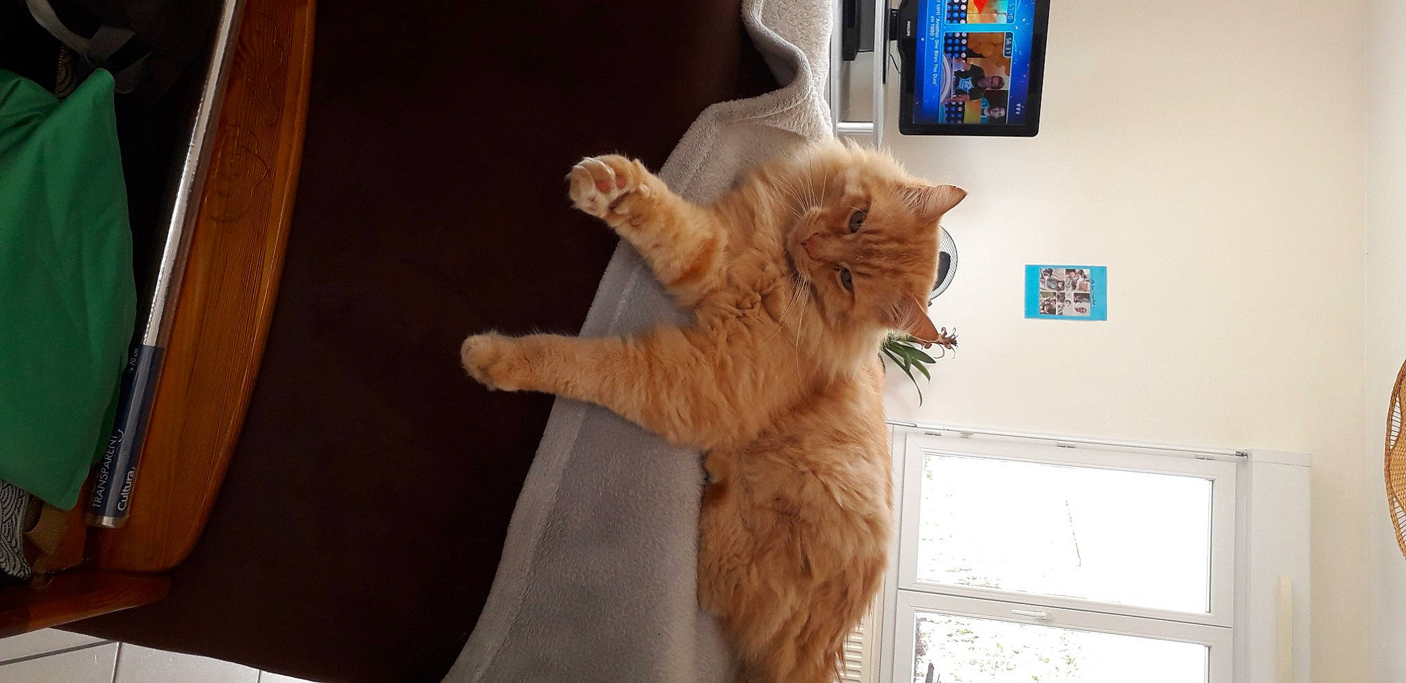 Moustache participe au concours pour gagner de l'argent avec cette photo : british_longhair, carnivore, cat, domestic_long_haired_cat, fawn, felidae, fur, kitten, maine_coon, norwegian_forest_cat, paw, persian, polydactyl_cat, small_to_medium_sized_cats, somali, tail, whiskers