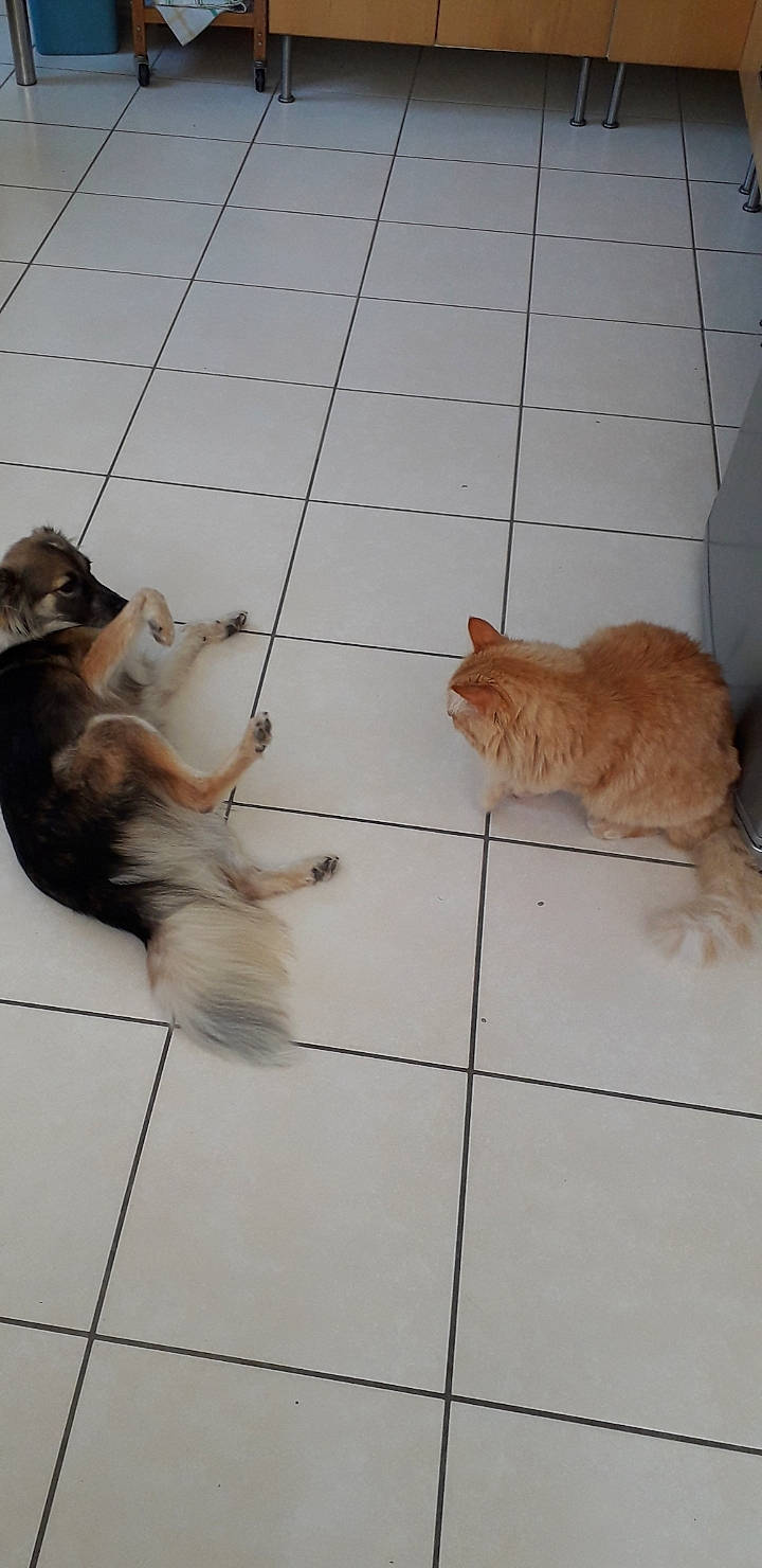 Moustache a rejoint le concours — aidez-le/la à gagner de superbes lots ! aegean_cat, canidae, carnivore, cat, dog, dog_breed, european_shorthair, fawn, felidae, floor, flooring, kitten, small_to_medium_sized_cats, somali, sporting_group, tail, tile, whiskers