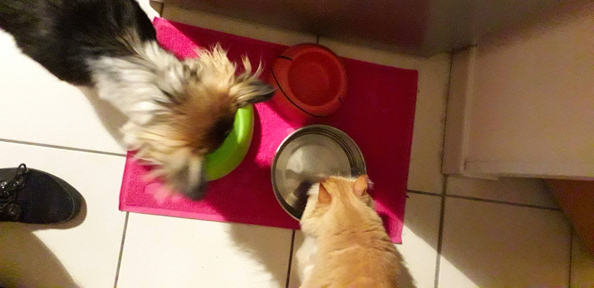 Moustache a rejoint le concours — aidez-le/la à gagner de superbes lots ! canidae, carnivore, companion_dog, dog, dog_breed, fawn, lhasa_apso, morkie, non_sporting_group, puppy, shih_tzu, tail, terrier, toy_dog, yorkshire_terrier