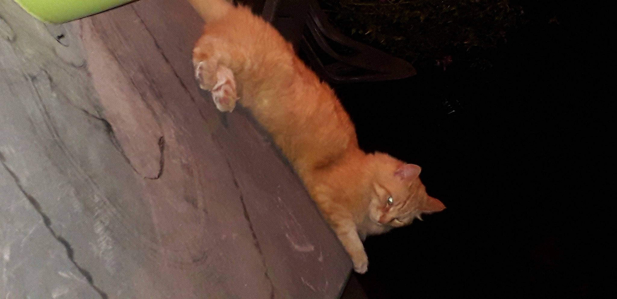 Moustache a rejoint le concours — aidez-le/la à gagner de superbes lots ! carnivore, cat, fawn, felidae, fur, kitten, mammal, small_to_medium_sized_cats, tail, whiskers