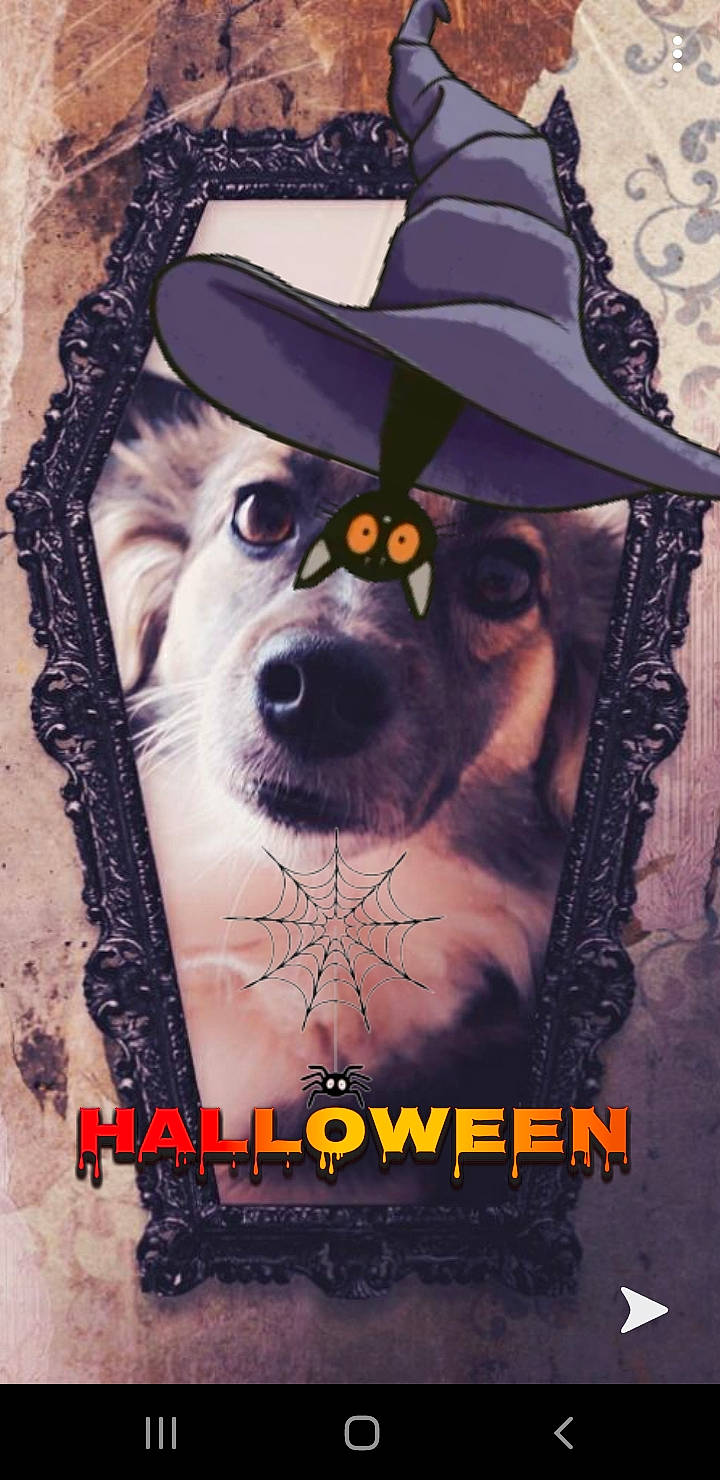 Miny a rejoint le concours — aidez-le/la à gagner de superbes lots ! alaskan_malamute, canidae, carnivore, dog, dog_breed, photo_caption, poster, rare_breed_dog, siberian_husky, tattoo