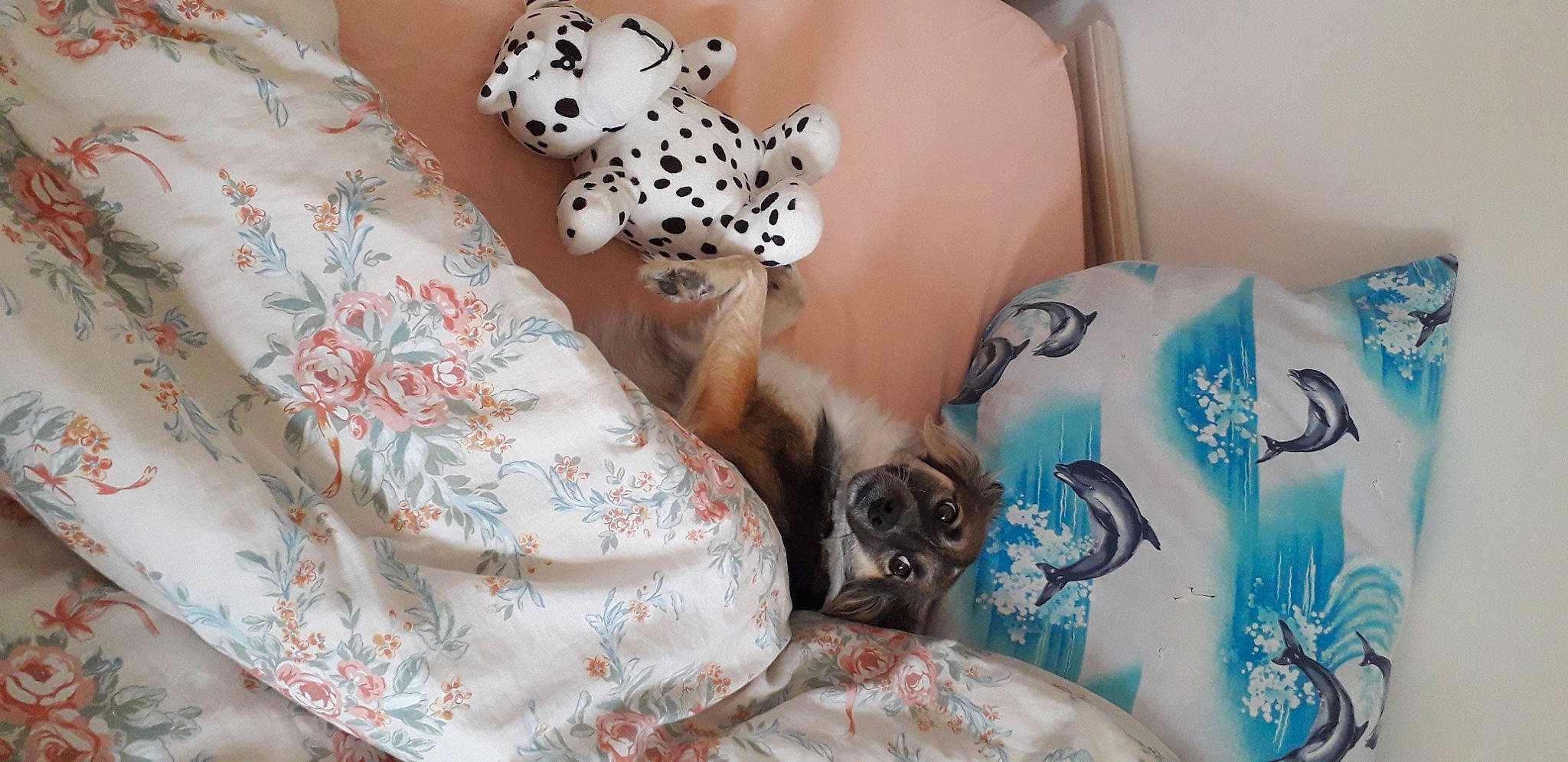 Miny participe au concours pour gagner de l'argent avec cette photo : canidae, carnivore, cat, companion_dog, dalmatian, dog, dog_breed, fawn, non_sporting_group, paw, puppy