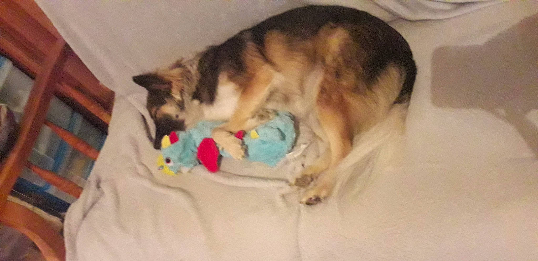 Miny participe au concours pour gagner de l'argent avec cette photo : canidae, carnivore, cat, dog, dog_breed, ear, felidae, german_shepherd_dog, mammal, siberian_husky, small_to_medium_sized_cats, snout, tail, whiskers, wolfdog