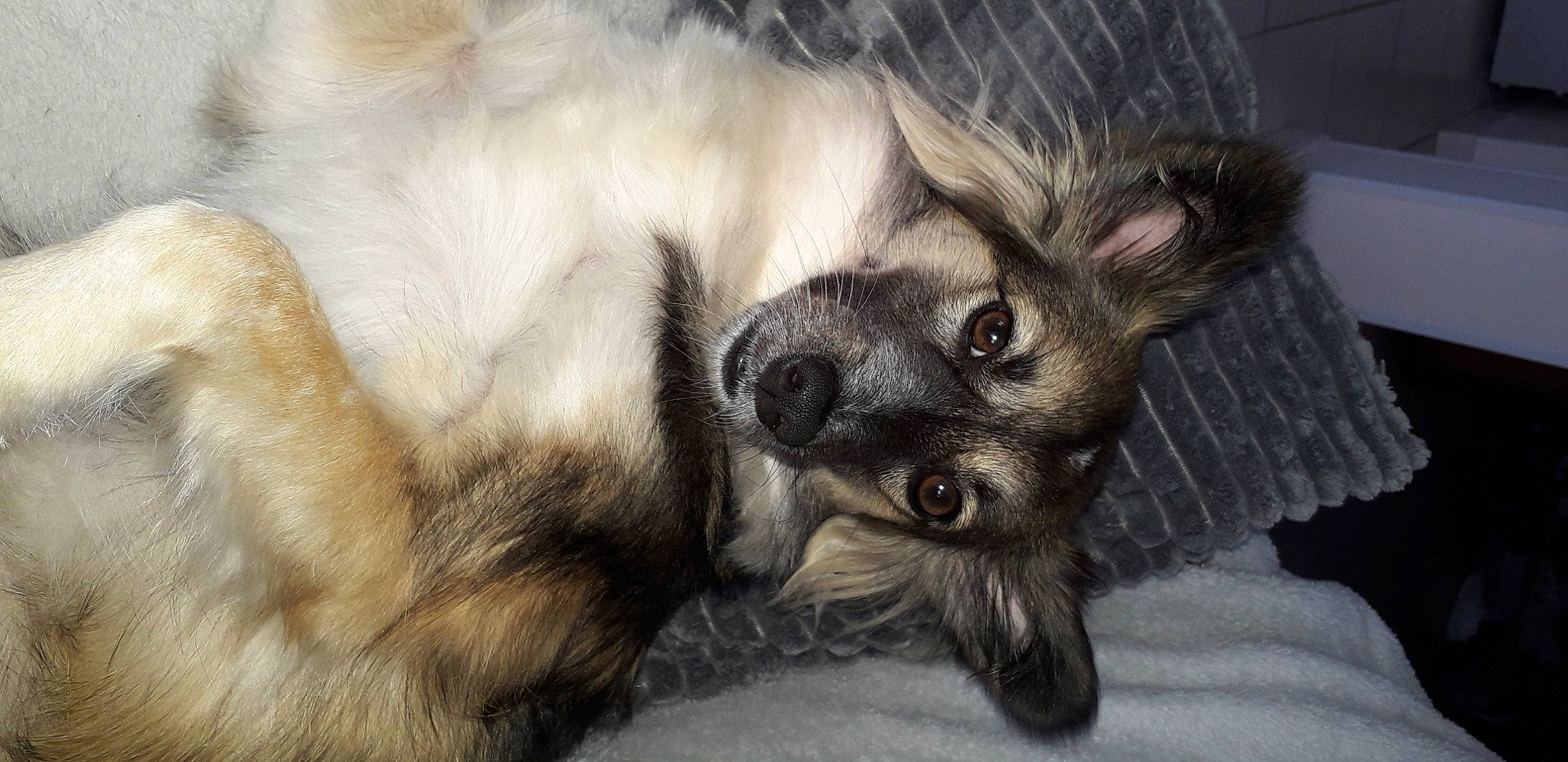 Miny participe au concours pour gagner de l'argent avec cette photo : balinese, canidae, carnivore, companion_dog, dog, dog_breed, fawn, fur, longhaired_whippet, mammal, norwegian_elkhound, paw, puppy, silken_windhound, snout, whiskers