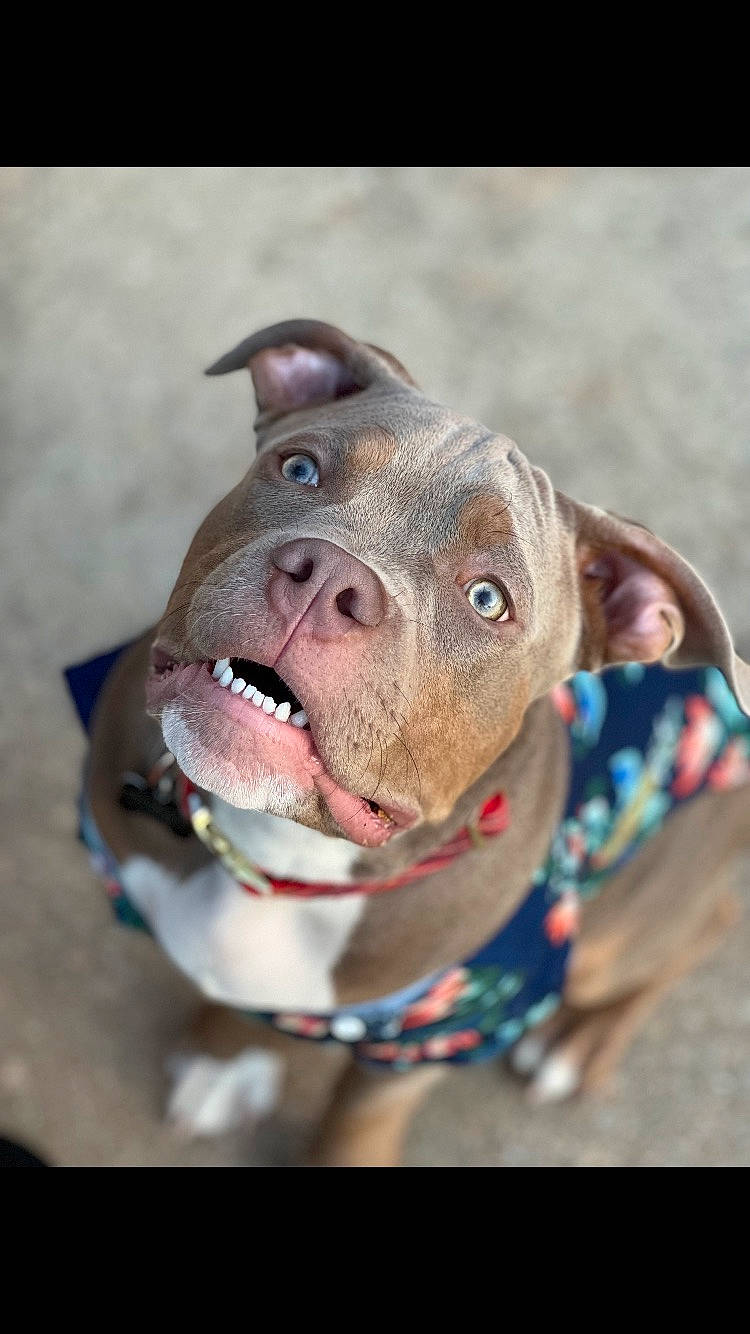 Grady joined the competition — help win amazing prizes! canidae, carnivore, collar, companion_dog, dog, dog_breed, dog_collar, fang, fawn, fun, guard_dog, gun_dog, happy, liver, non_sporting_group, snout, sporting_group, whiskers, working_animal, wrinkle