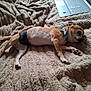 dog, small_dog, diaper, blanket, beige, laptop, bedroom, pet, lying_down, fur, collar, indoor, resting, canine, cute, domestic_animal, paw, sleepy, comfortable, relaxed