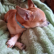 Morgan joined the competition — help win amazing prizes! dog, chihuahua, sleeping, paws, collar, blanket, cozy, pet, fur, cute, resting, indoor, animal, small_dog, relaxed, closeup, napping, soft, comfortable, domestic