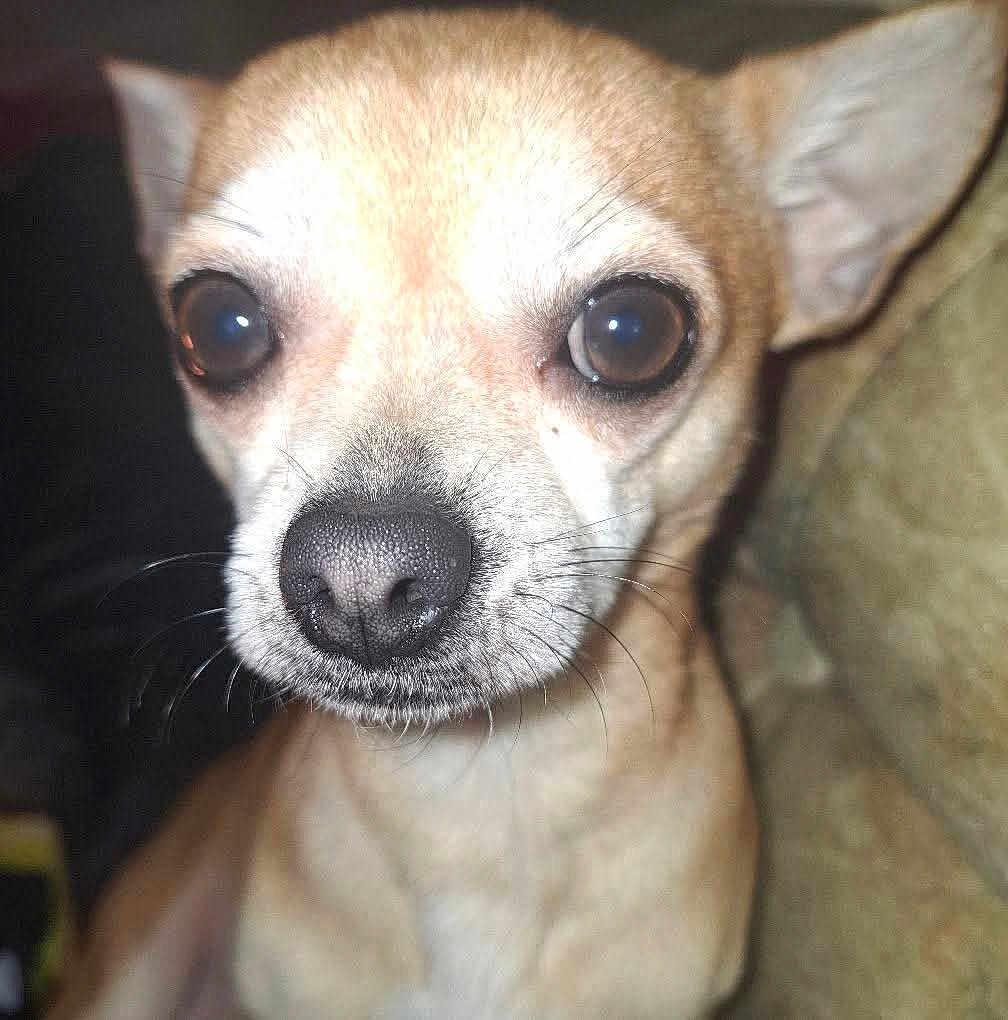 Morgan
