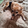Morgan is registered to the contest to win money with this photo: dog, small_dog, tan_dog, diaper, blanket, fluffy, cozy, pet, animal, lying_down, indoor, fur, cute, canine, resting, close_up, soft_texture, sleepy, companion, domestic_animal