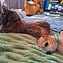 Morgan joined the competition — help win amazing prizes! cat, dog, bed, blanket, collar, fur, indoor, television, relaxing, pet, animal, cozy, resting, furniture, living_room, companion, cute, domestic, mammal, soft