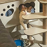 Blaze is registered to the contest to win money with this photo: cat, cat_face, orange_and_white_cat, cat_tree, cat_house, platform, scratching_post, paw, paws, bowl, blanket, cozy, indoor, furniture, shelf, curious, relaxed, playful, whiskers, pet