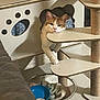 cat, cat_face, orange_and_white_cat, cat_tree, cat_house, platform, scratching_post, paw, paws, bowl, blanket, cozy, indoor, furniture, shelf, curious, relaxed, playful, whiskers, pet