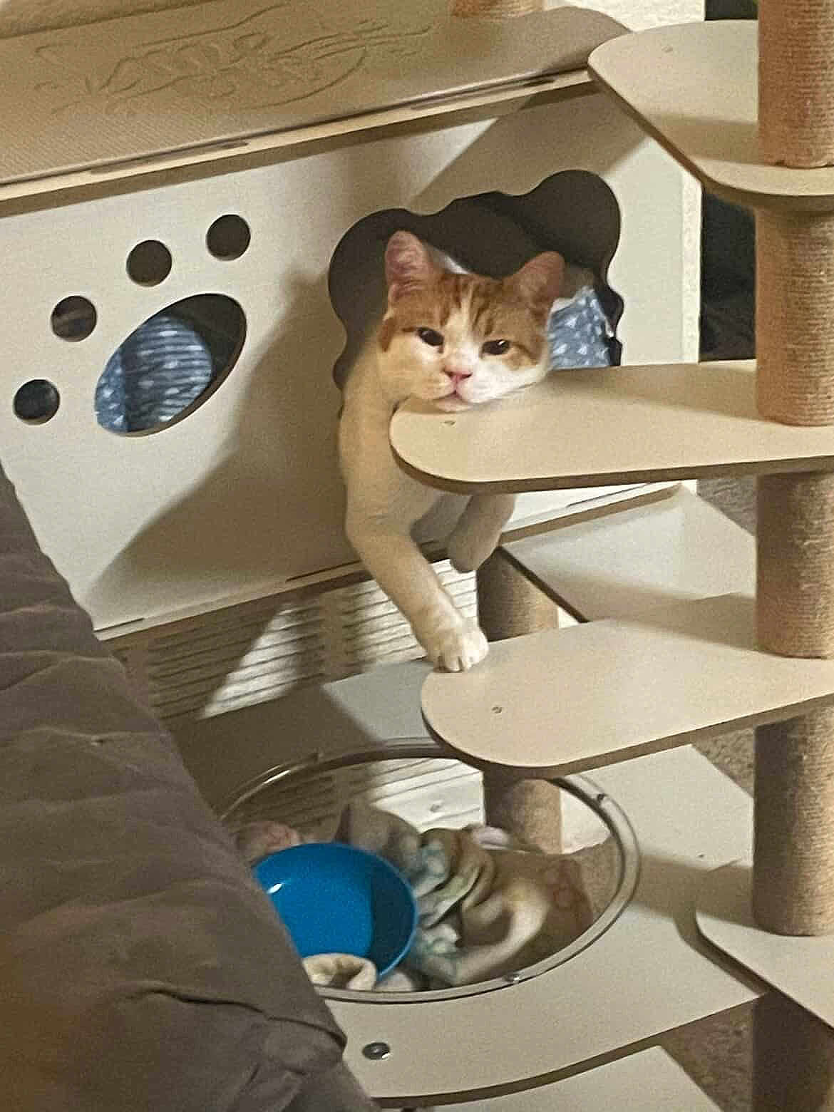 Blaze is registered to the contest to win money with this photo: cat, cat_face, orange_and_white_cat, cat_tree, cat_house, platform, scratching_post, paw, paws, bowl, blanket, cozy, indoor, furniture, shelf, curious, relaxed, playful, whiskers, pet