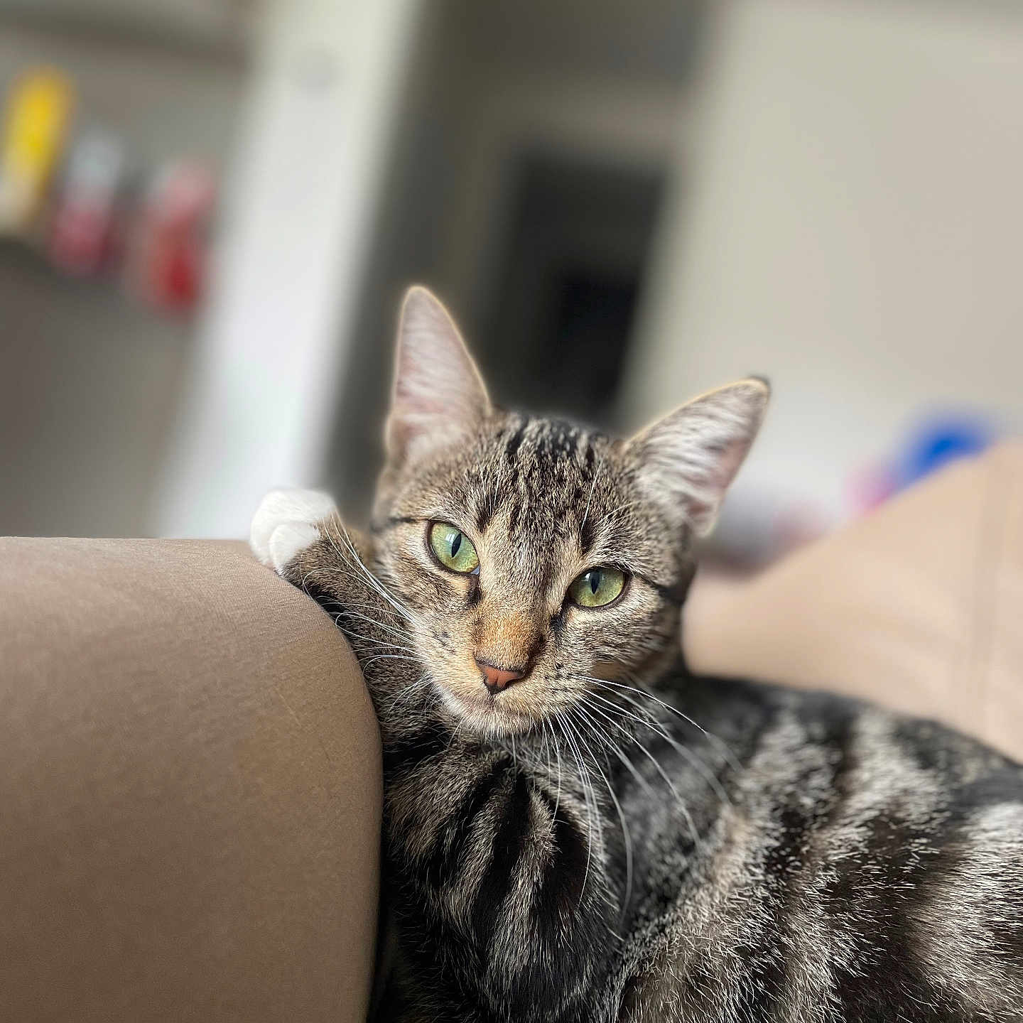 Vanille a rejoint le concours — aidez-le/la à gagner de superbes lots ! abyssinian, animal, architecture, armchair, building, cat, chair, couch, furniture, indoors, kitten, livingroom, manx, pet, room