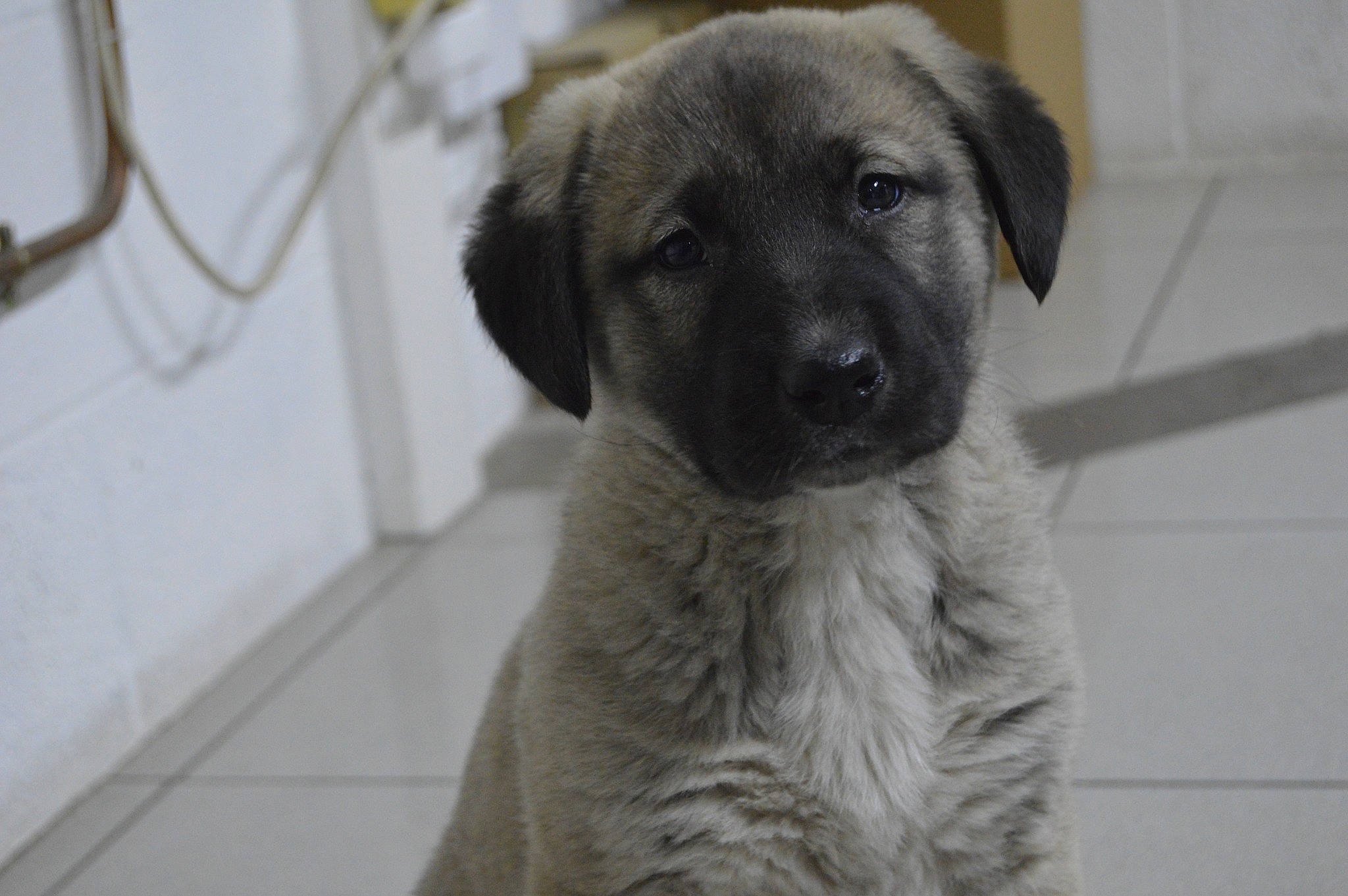 Kitmir participe au concours pour gagner de l'argent avec cette photo : ancient_dog_breeds, carnivore, companion_dog, dog, dog_breed, fawn, firefighter, fur, guard_dog, leonberger, monochrome_photography, snout, sporting_group, street_dog, terrestrial_animal, whiskers, working_animal, working_dog