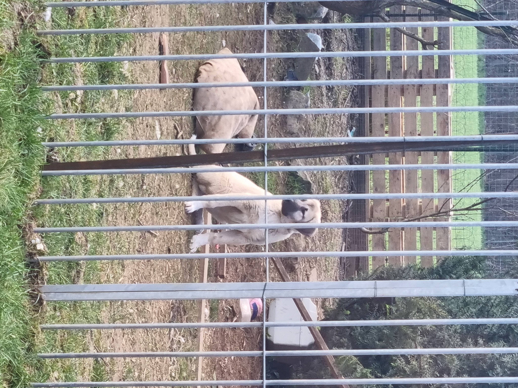 Kitmir participe au concours pour gagner de l'argent avec cette photo : animal_shelter, cage, chain_link_fencing, composite_material, fawn, fence, fur, grass, home_fencing, livestock, mammal, mesh, pet_supply, plant, snout, terrestrial_animal, vertebrate, wildlife, wire_fencing, wood