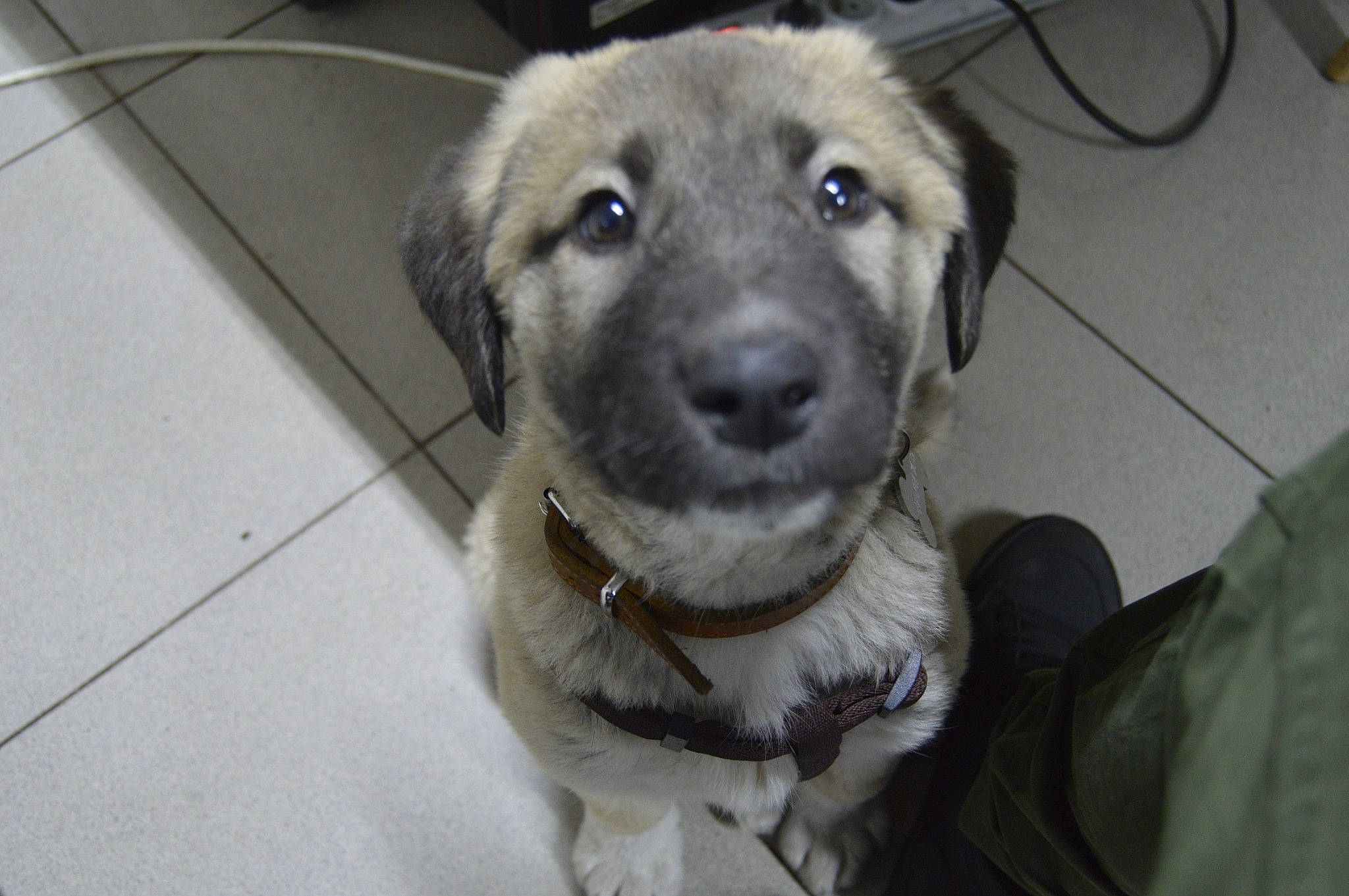 Kitmir a rejoint le concours — aidez-le/la à gagner de superbes lots ! canidae, carnivore, collar, companion_dog, dog, dog_breed, eye, flooring, fur, pet_supply, service, snout, sporting_group, terrestrial_animal, tile_flooring, whiskers, working_animal