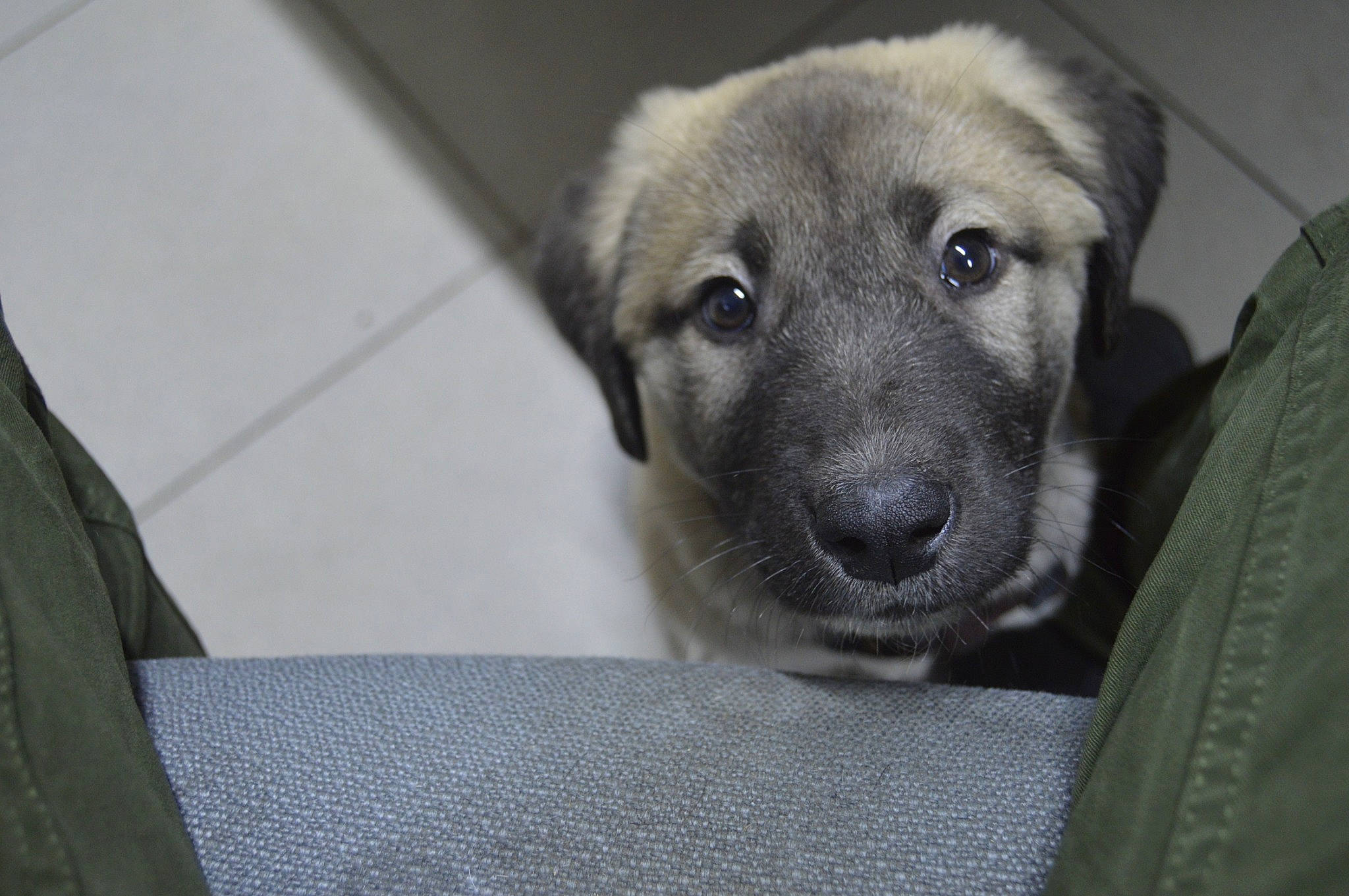 Kitmir a rejoint le concours — aidez-le/la à gagner de superbes lots ! canidae, carnivore, companion_dog, dog, dog_breed, eye, fawn, firefighter, fur, grey, snout, sporting_group, terrestrial_animal, whiskers, working_animal