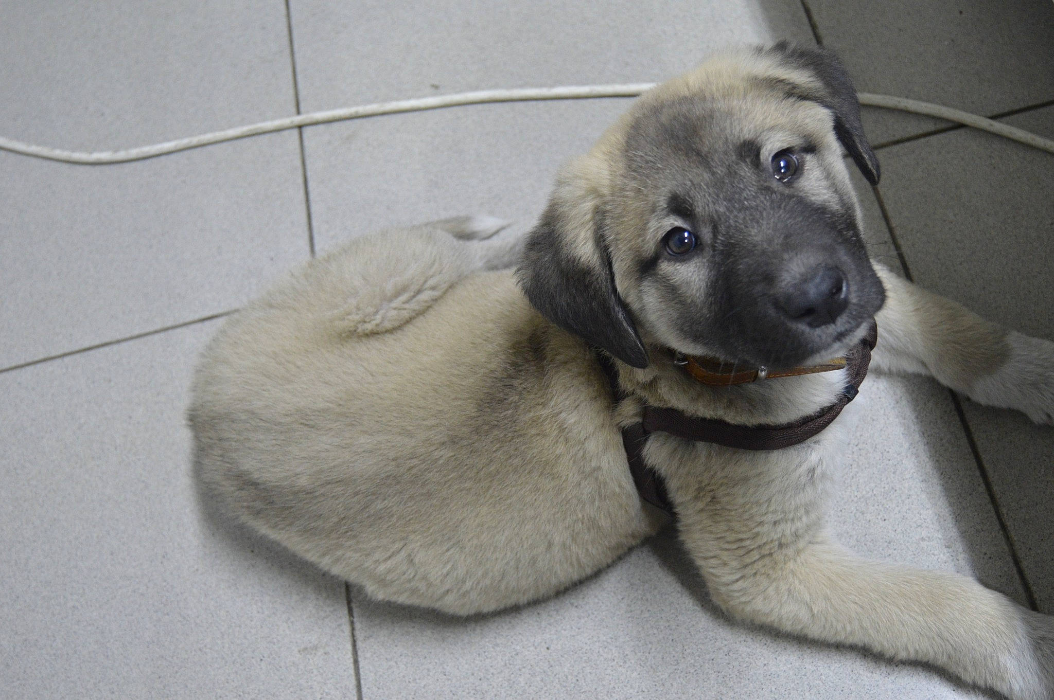 Kitmir participe au concours pour gagner de l'argent avec cette photo : canidae, carnivore, companion_dog, dog, dog_breed, fawn, flooring, font, fur, grey, pet_supply, snout, sporting_group, terrestrial_animal, whiskers, working_animal, wrinkle