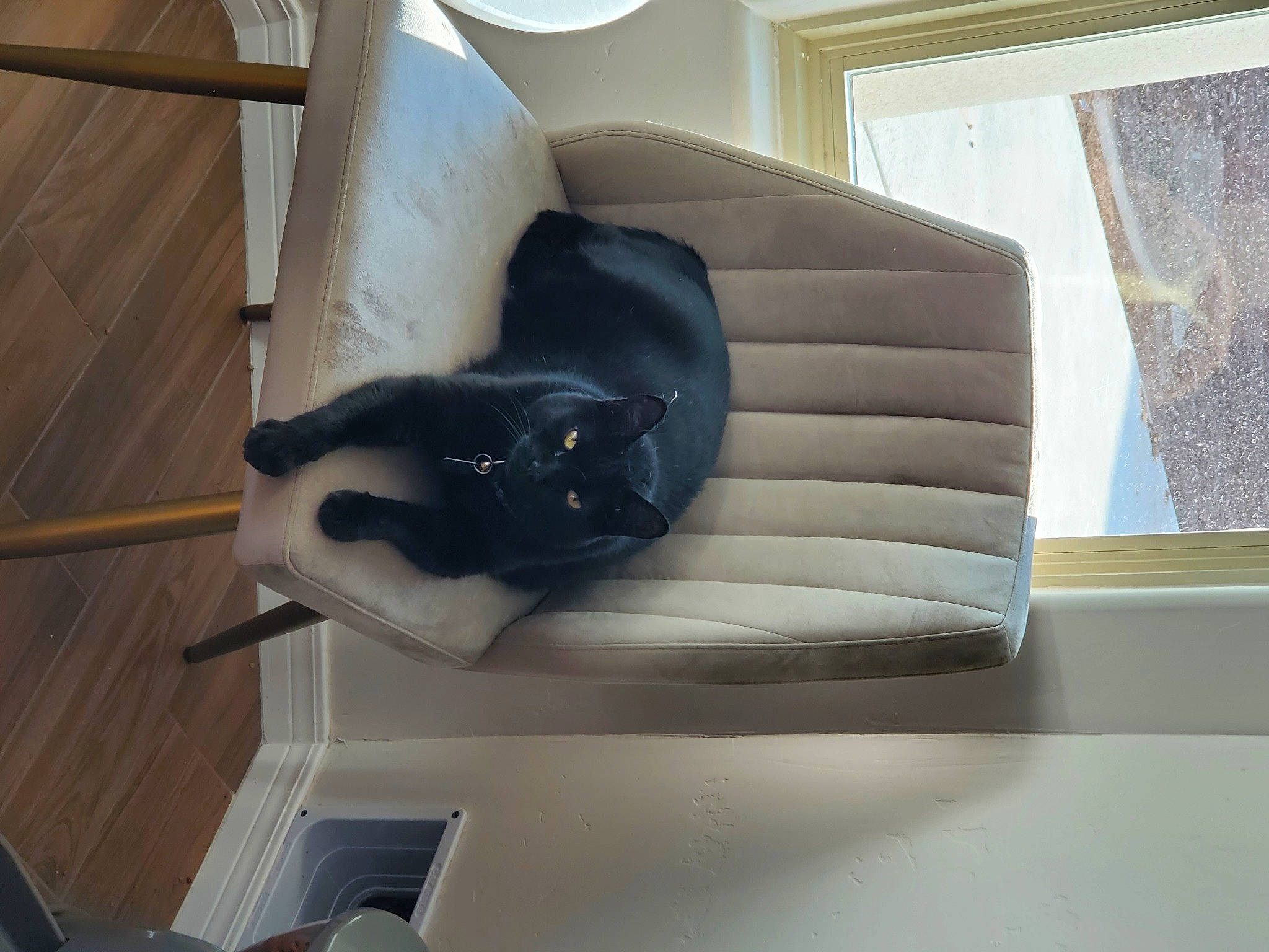 Zeus is registered to the contest to win money with this photo: armrest, building, carnivore, cat, comfort, companion_dog, couch, dog_breed, felidae, floor, flooring, hardwood, living_room, room, shade, stairs, studio_couch, tail, tints_and_shades, wood