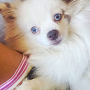 Lexi joined the competition — help win amazing prizes! dog, blue_eyes, fluffy, white_fur, paw, leg, sock, striped_sock, indoor, cozy, curious, pet, companion, resting, close_up, face, portrait, animal, cute, fur