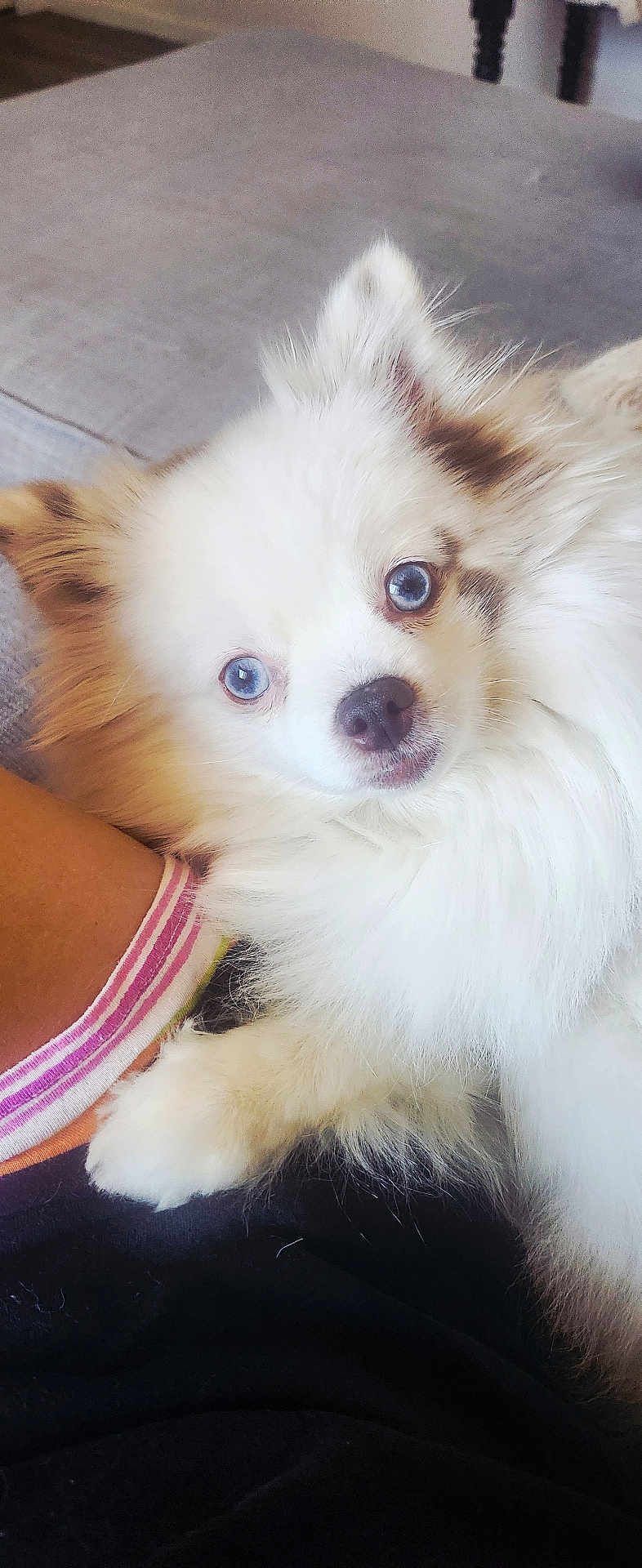 Lexi joined the competition — help win amazing prizes! dog, blue_eyes, fluffy, white_fur, paw, leg, sock, striped_sock, indoor, cozy, curious, pet, companion, resting, close_up, face, portrait, animal, cute, fur