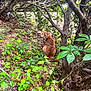 animal, branches, bushes, cat, curious, eyes, feline, forest_floor, greenery, ground_cover, leaves, mammal, nature, orange_cat, outdoor, pets, plants, trees, wildlife, woodland