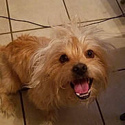Chewie is registered to the contest to win money with this photo: dog, pet, happy, tongue_out, looking_up, scruffy, brown_fur, indoor, tile_floor, animal, cute, friendly, small_dog, canine, fur, mouth_open, teeth, ears, companion, playful