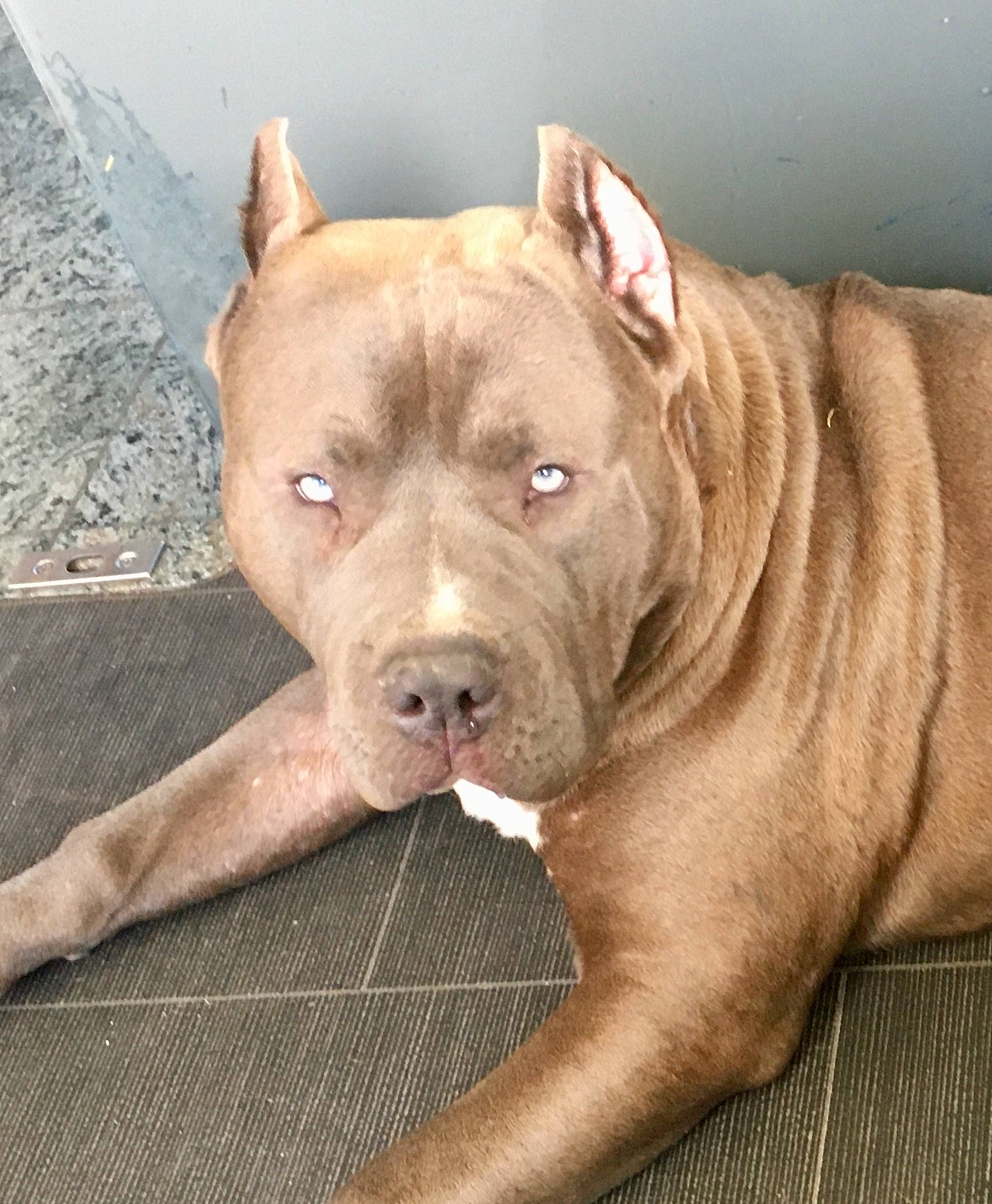 Bogota a rejoint le concours — aidez-le/la à gagner de superbes lots ! ancient_dog_breeds, canidae, carnivore, companion_dog, cordoba_fighting_dog, dog, dog_breed, fawn, molosser, non_sporting_group, snout, sporting_group, terrestrial_animal, whiskers, working_animal, working_dog, wrinkle