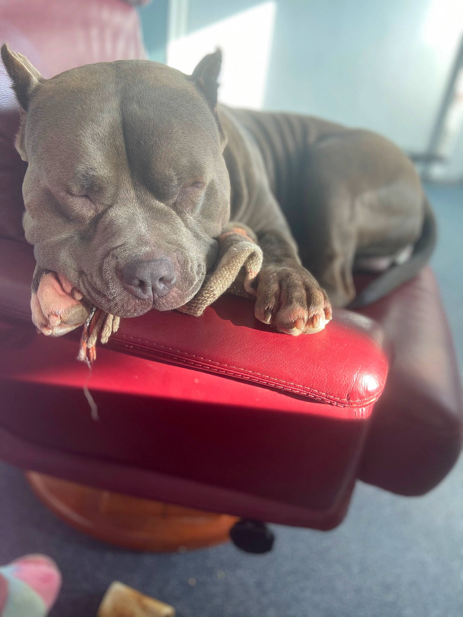 Bogota participe au concours pour gagner de l'argent avec cette photo : canidae, carmine, carnivore, cat_supply, comfort, companion_dog, dog, dog_breed, fawn, felidae, fur, nap, non_sporting_group, paw, pet_supply, small_to_medium_sized_cats, snout, tail, terrestrial_animal, whiskers