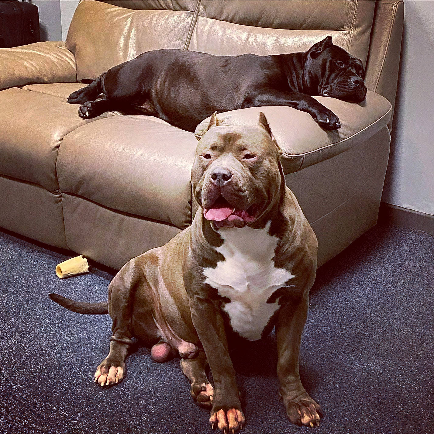 Bogota participe au concours pour gagner de l'argent avec cette photo : canidae, carnivore, collar, comfort, companion_dog, couch, dog, dog_breed, dog_collar, dog_supply, fawn, floor, flooring, liver, molosser, sporting_group, studio_couch, toy_dog, working_animal, wrinkle