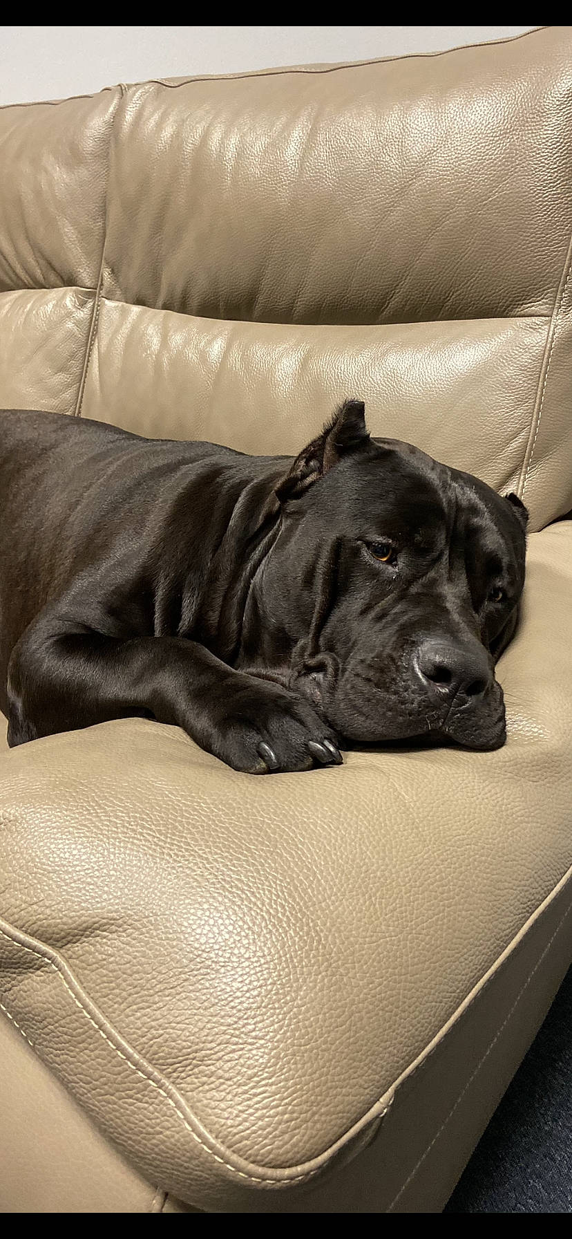 Kenya a rejoint le concours — aidez-le/la à gagner de superbes lots ! borador, canidae, carnivore, comfort, companion_dog, dog, dog_breed, fawn, fur, grey, guard_dog, gun_dog, non_sporting_group, snout, sporting_group, terrestrial_animal, whiskers, working_animal