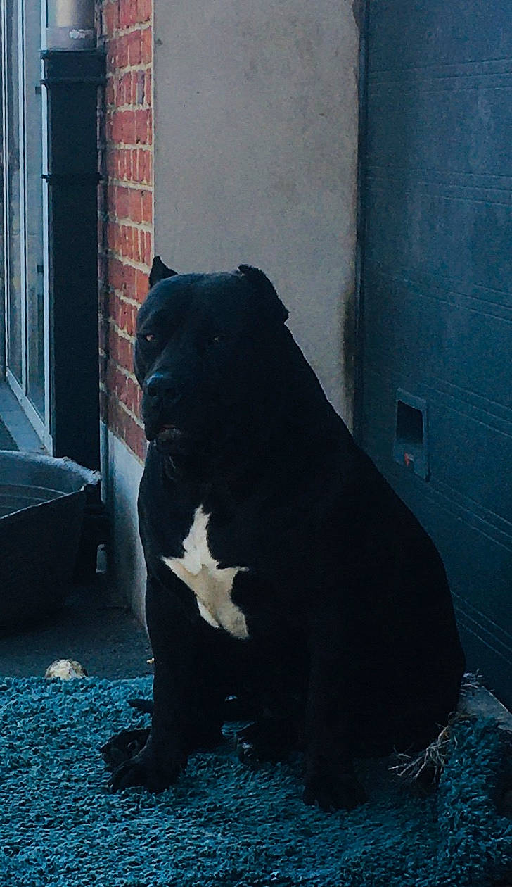 Kenya a rejoint le concours — aidez-le/la à gagner de superbes lots ! art, bear, big_cats, blue, canidae, carnivore, dog_breed, door, electric_blue, fur, grey, sitting, snout, sporting_group, tail, terrestrial_animal, tints_and_shades, visual_arts, water, wildlife