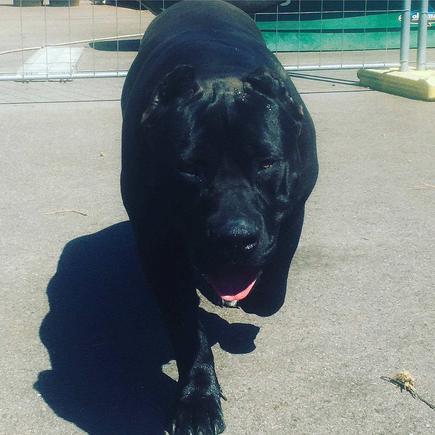 Kenya participe au concours pour gagner de l'argent avec cette photo : borador, canidae, carnivore, collar, companion_dog, dog, dog_breed, dog_collar, electric_blue, fur, guard_dog, gun_dog, personal_protective_equipment, plant, road_surface, snout, sporting_group, tail, terrestrial_animal, working_animal