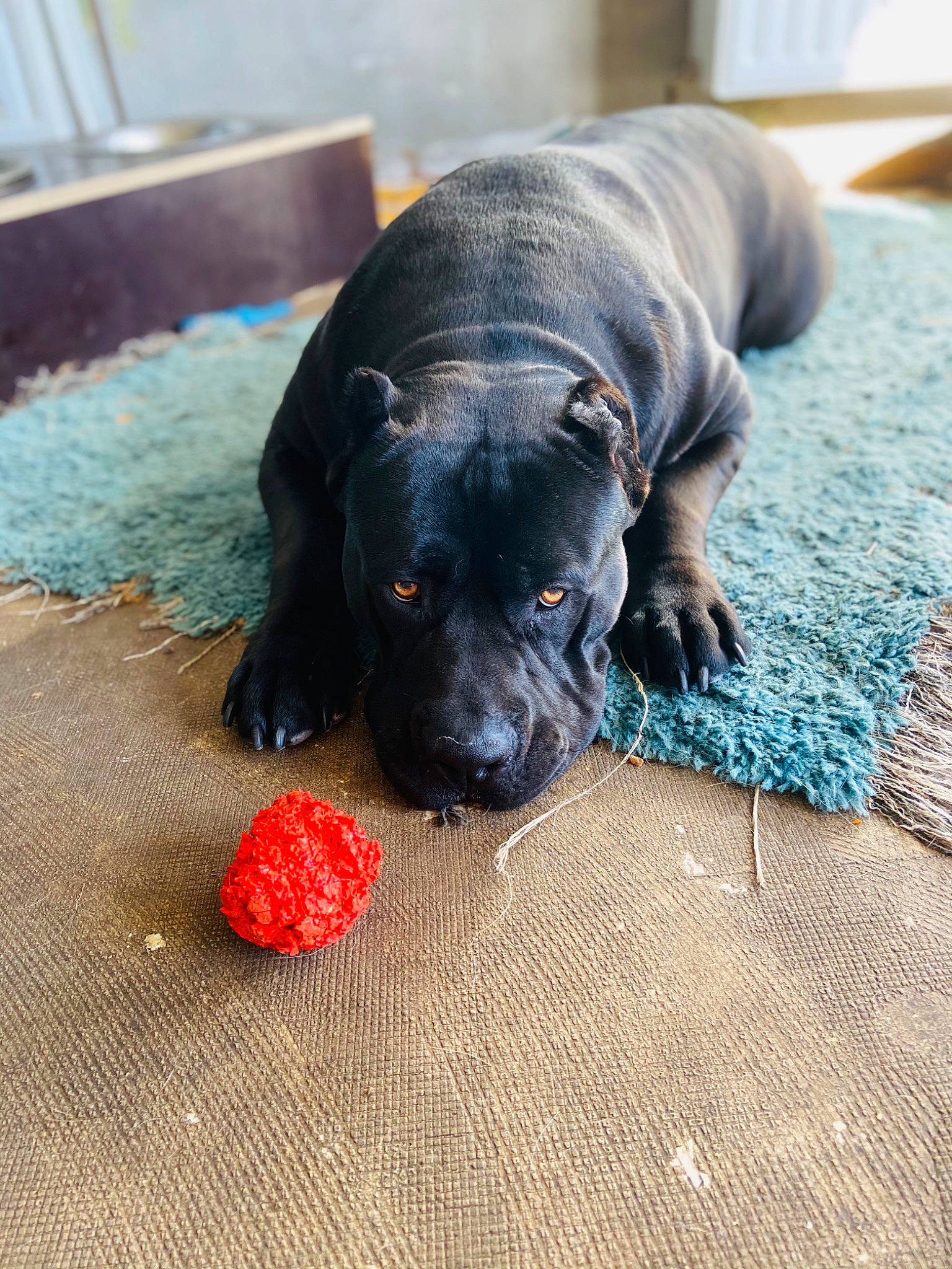 Kenya a rejoint le concours — aidez-le/la à gagner de superbes lots ! carmine, carnivore, collar, comfort, companion_dog, dog, dog_breed, dog_supply, fawn, flooring, fruit, guard_dog, paw, pet_supply, snout, sporting_group, tail, terrestrial_animal, whiskers, working_animal