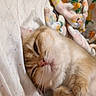 Clementine is registered to the contest to win money with this photo: cat, sleeping, bed, blanket, cozy, feline, fur, cute, pet, resting, comfort, indoor, closeup, whiskers, pink_nose, paws, relaxed, soft, domestic_animal, animal