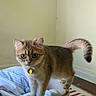 cat, laundry_basket, indoor, curious, pet, collar, flower_tag, clothing, striped_rug, floor, wall, domestic, feline, animal, cute, balance, wide_eyes, standing, orange_tabby, home