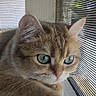 Clementine joined the competition — help win amazing prizes! cat, tabby, green_eyes, window, windowsill, mesh_screen, fur, whiskers, pet, animal, closeup, indoor, relaxed, curious, mammal, portrait, daylight, soft_light, cute, feline