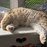 cat, tabby_cat, sleeping, bench, sunlight, fur, pet, cozy, resting, indoor, window_screen, wood, heart_shape, feline, cute, animal, relaxed, paw, whiskers, closeup