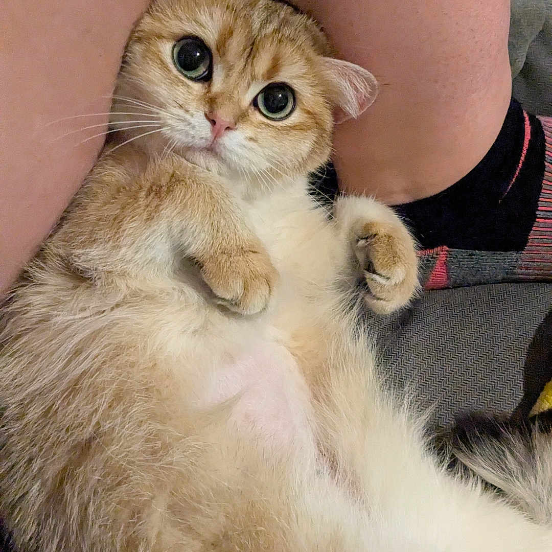 Clementine