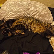 Tucker joined the competition — help win amazing prizes! cat, tabby_cat, sleeping, bed, pillow, blanket, fur, stretching, indoor, cozy, whiskers, paws, domestic_cat, pet, bedding, comfort, remote_control, snack_wrapper, patterned_pillow, soft_lighting