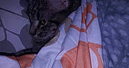 Tucker is registered to the contest to win money with this photo: bedding, blanket, cat, cozy, duvet, ear, eyes, fabric, feline, indoor, low_light, night, pattern, peeking, pet, pillow, portrait, sleepy, tabby_cat, whiskers