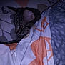 Tucker is registered to the contest to win money with this photo: cat, feline, pet, tabby_cat, blanket, bedding, duvet, pillow, pattern, whiskers, ear, eyes, sleepy, peeking, cozy, indoor, night, low_light, portrait, fabric