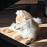 Milo a rejoint le concours — aidez-le/la à gagner de superbes lots ! dog, puppy, fluffy, sunlight, indoor, wooden_floor, shadow, furniture, pet, relaxed, small_dog, light_and_shadow, cozy, animal, companion, domestic_animal, cute, side_view, resting, sunbeam