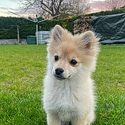 Milo a rejoint le concours — aidez-le/la à gagner de superbes lots ! puppy, dog, grass, outdoor, pet, animal, nature, garden, sunset, sky, tree, fur, cute, small, canine, young, adorable, fluffy, greenery, backyard