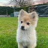 puppy, dog, grass, outdoor, pet, animal, nature, garden, sunset, sky, tree, fur, cute, small, canine, young, adorable, fluffy, greenery, backyard