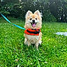 Milo a rejoint le concours — aidez-le/la à gagner de superbes lots ! dog, pomeranian, grass, greenery, outdoor, happy, pet, leash, harness, small_dog, nature, summer, sunlight, flora, canine, animal, cute, tongue_out, sitting, park